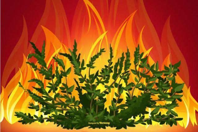 burning bushes